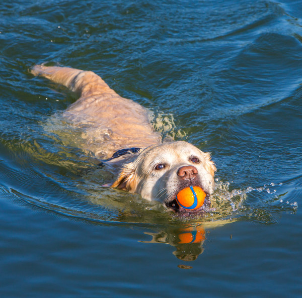 Hund som simmar med boll i munnen.