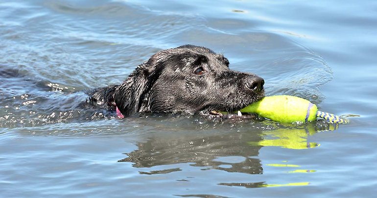 Hund som simmar i vatten med hundleksak i munnen.