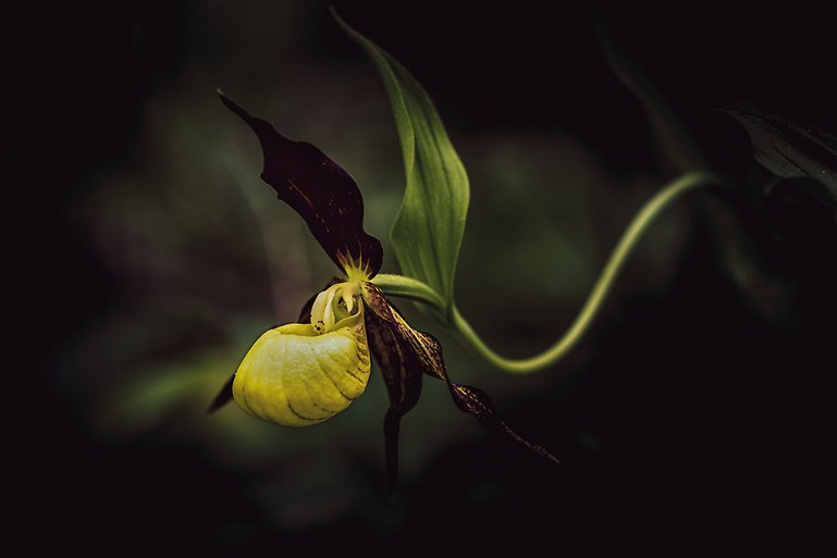 Foto på gul blomma